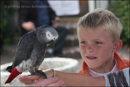 Berkeley Albany Solano Stroll Kid Parrot